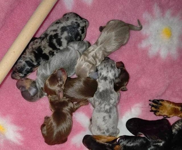 KC Miniature Dachshunds Miniature Dachshund image 8