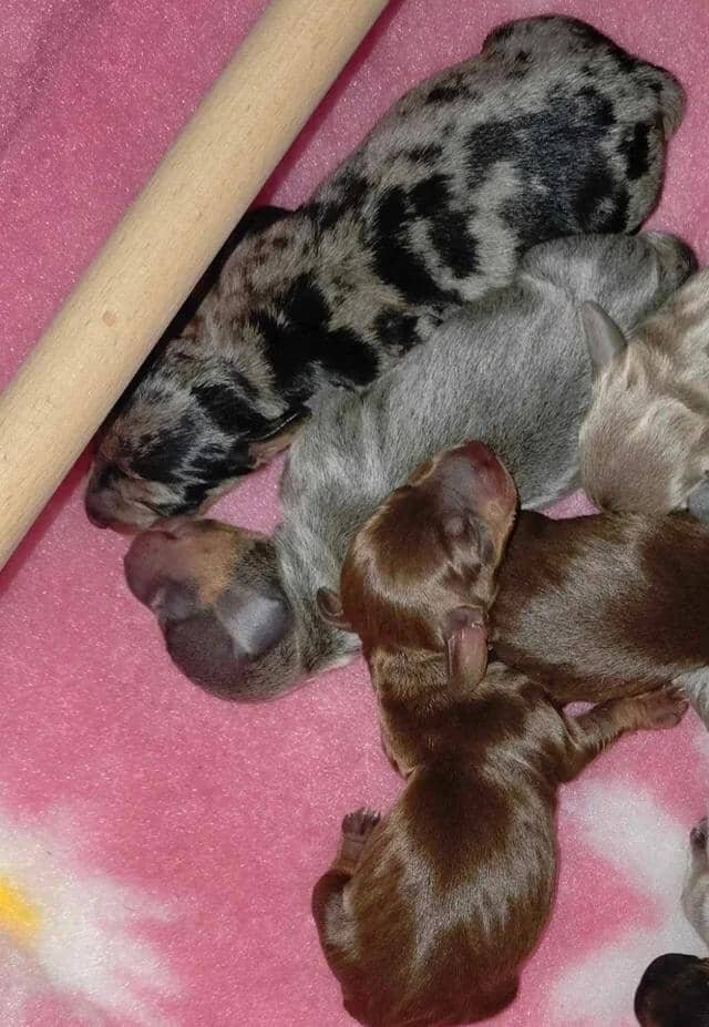 KC Miniature Dachshunds Miniature Dachshund image 9