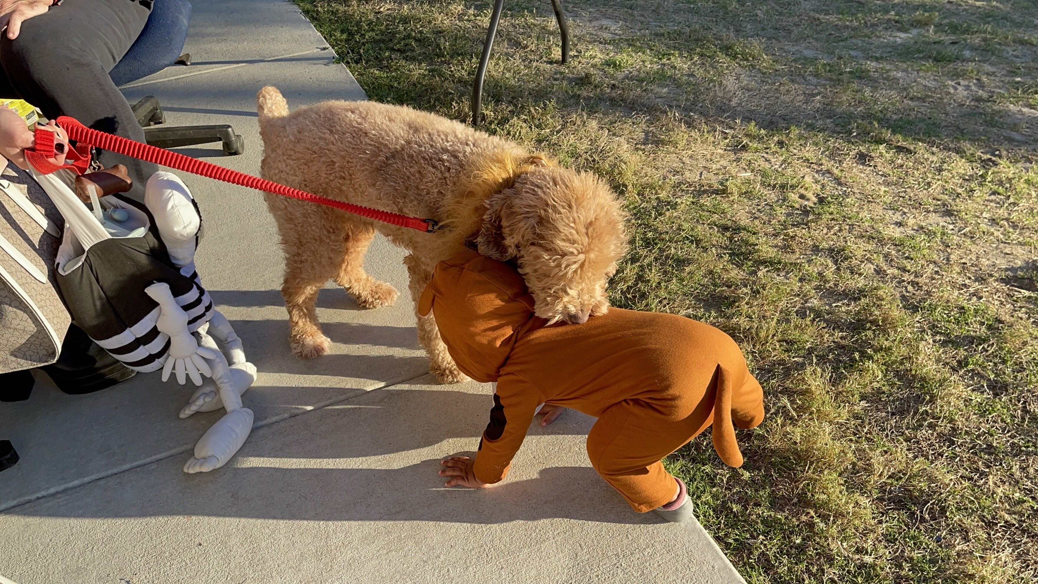 5 year old Poodle image 2
