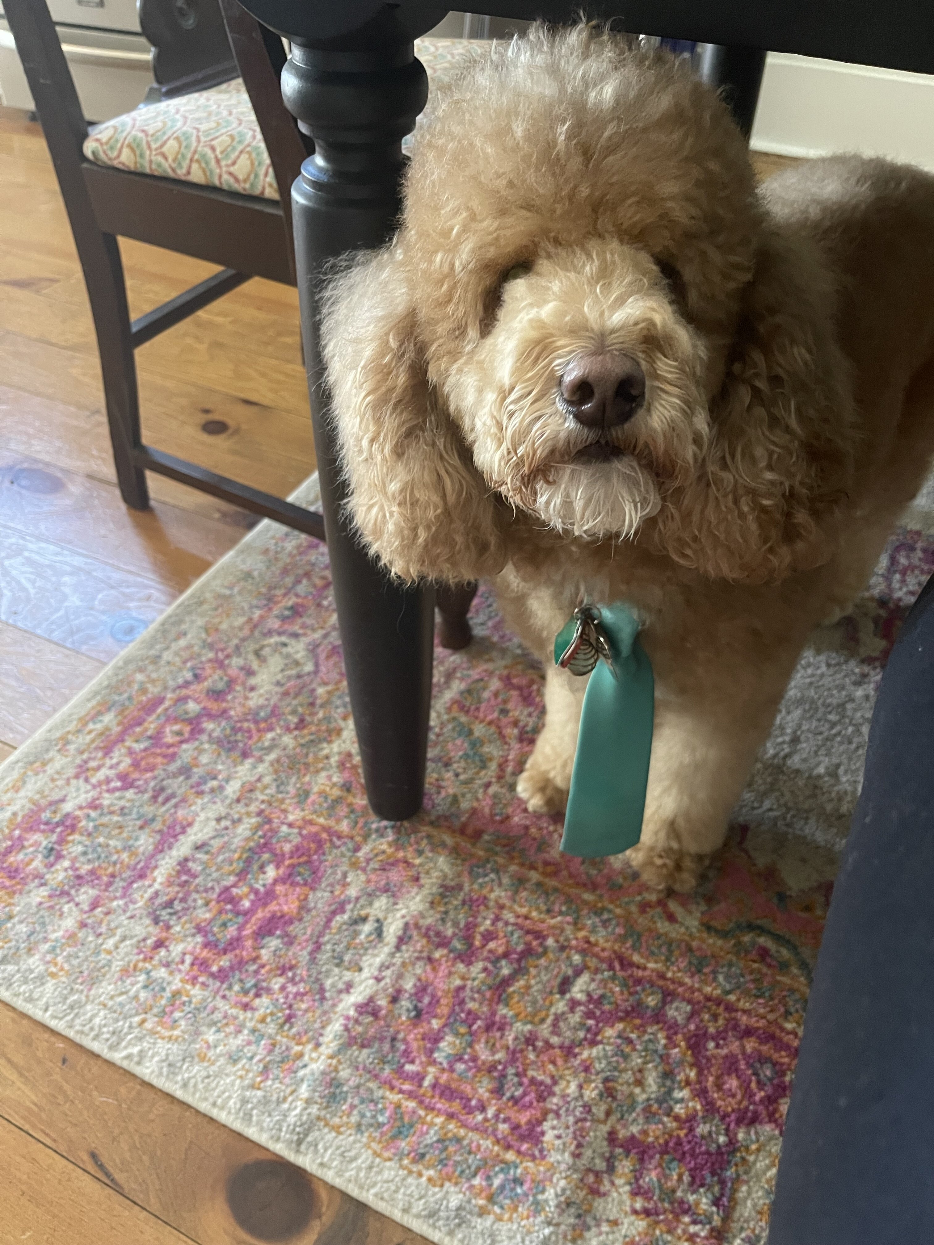 5 year old Poodle image 1