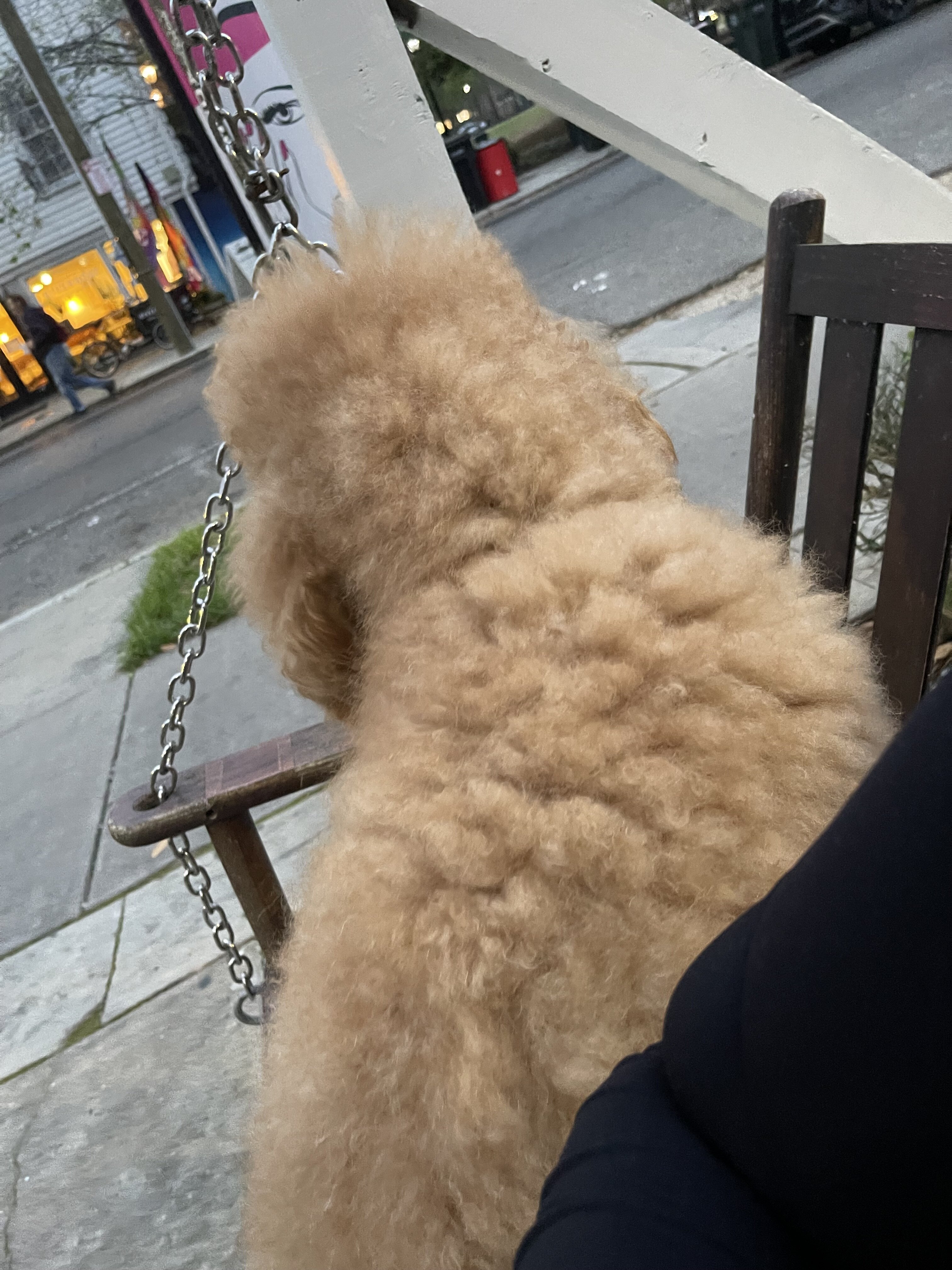 5 year old Poodle image 3
