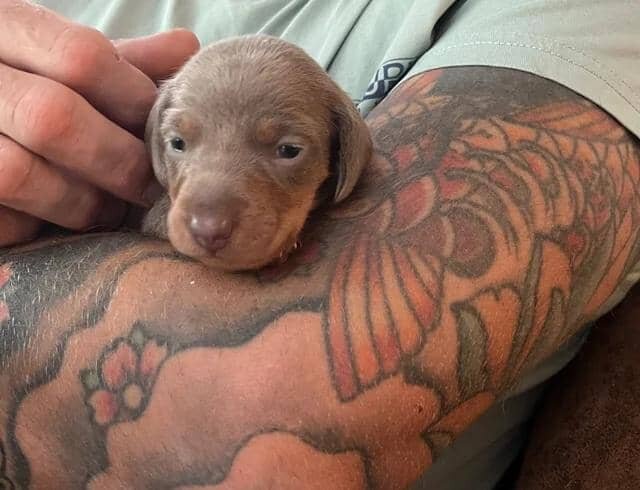 🐶 beautiful minature dachshunds 🐶 Miniature Dach image 1