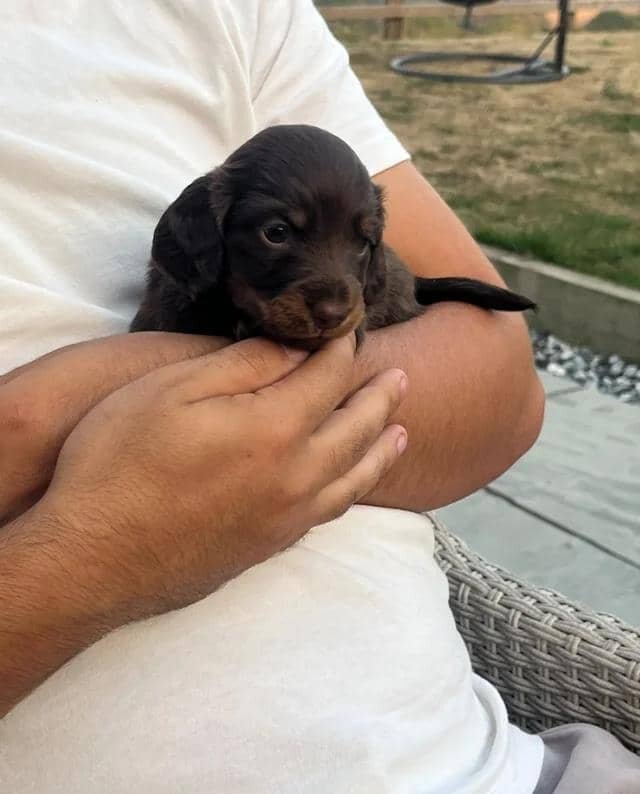 🐶 beautiful minature dachshunds 🐶 Miniature Dach image 3