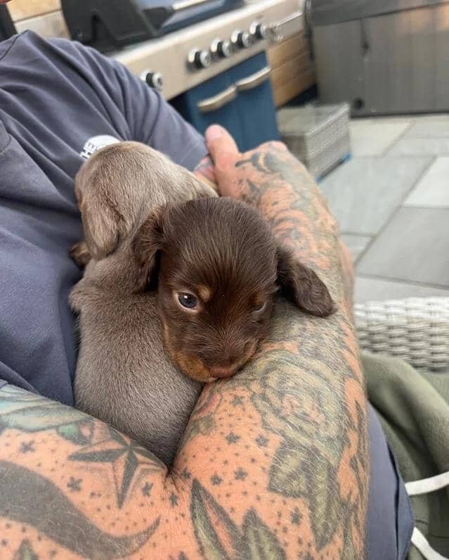 🐶 beautiful minature dachshunds 🐶 Miniature Dach image 2