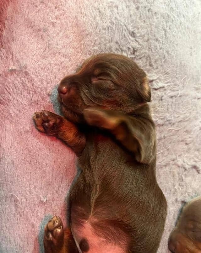 🐶 beautiful minature dachshunds 🐶 Miniature Dach image 8
