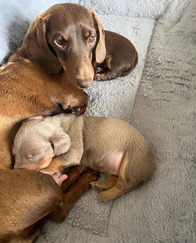 🐶 beautiful minature dachshunds 🐶 Miniature Dach image 4