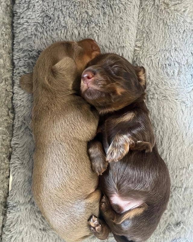 🐶 beautiful minature dachshunds 🐶 Miniature Dach image 5