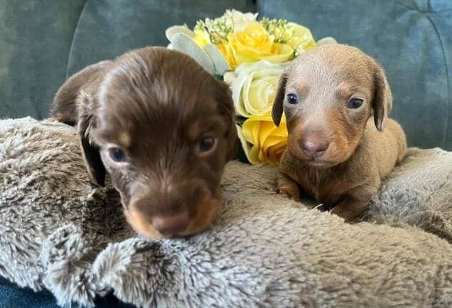 🐶 beautiful minature dachshunds 🐶 Miniature Dach image 7