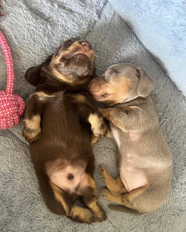 🐶 beautiful minature dachshunds 🐶 Miniature Dach image 6