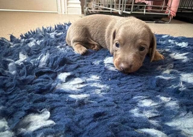 Miniature Dachshunds READY NOW!! Miniature Dachshu image 3