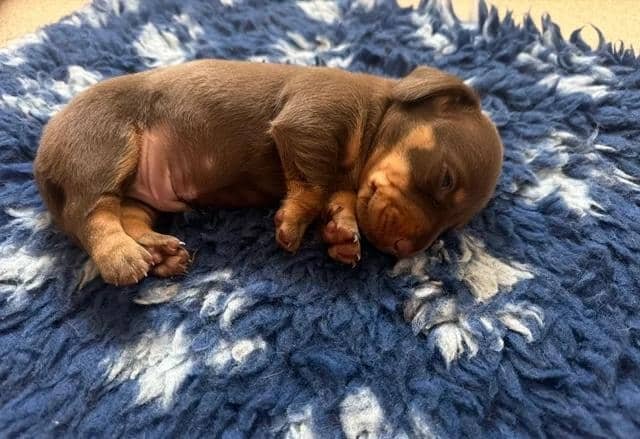Miniature Dachshunds READY NOW!! Miniature Dachshu image 4