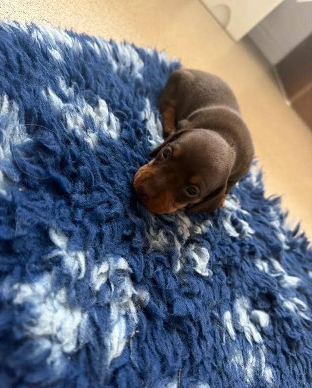 Miniature Dachshunds READY NOW!! Miniature Dachshu image 1