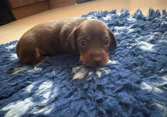 Miniature Dachshunds READY NOW!! Miniature Dachshu image 2