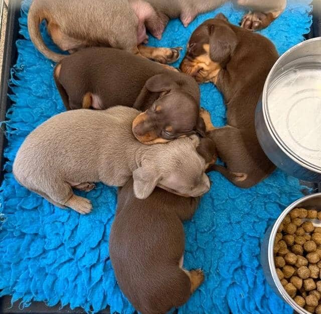 Miniature Dachshunds READY NOW!! Miniature Dachshu image 5