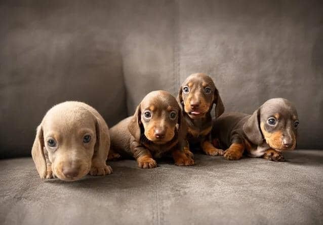 Miniature Dachshunds READY NOW!! Miniature Dachshu image 6