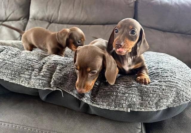 Miniature Dachshunds READY NOW!! Miniature Dachshu image 7