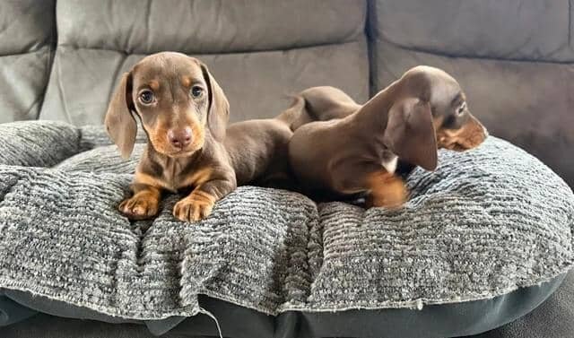 Miniature Dachshunds READY NOW!! Miniature Dachshu image 8