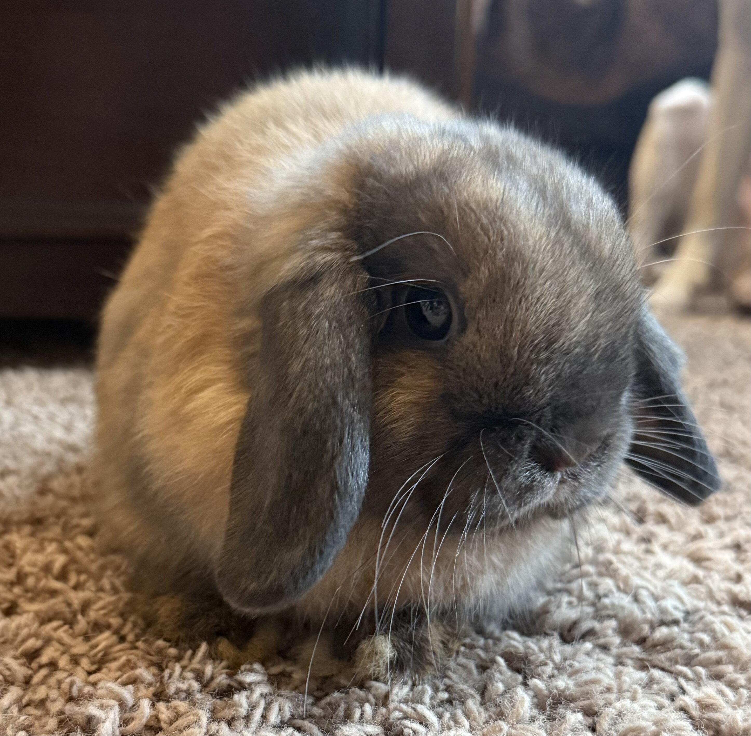 Holland Lops image 4