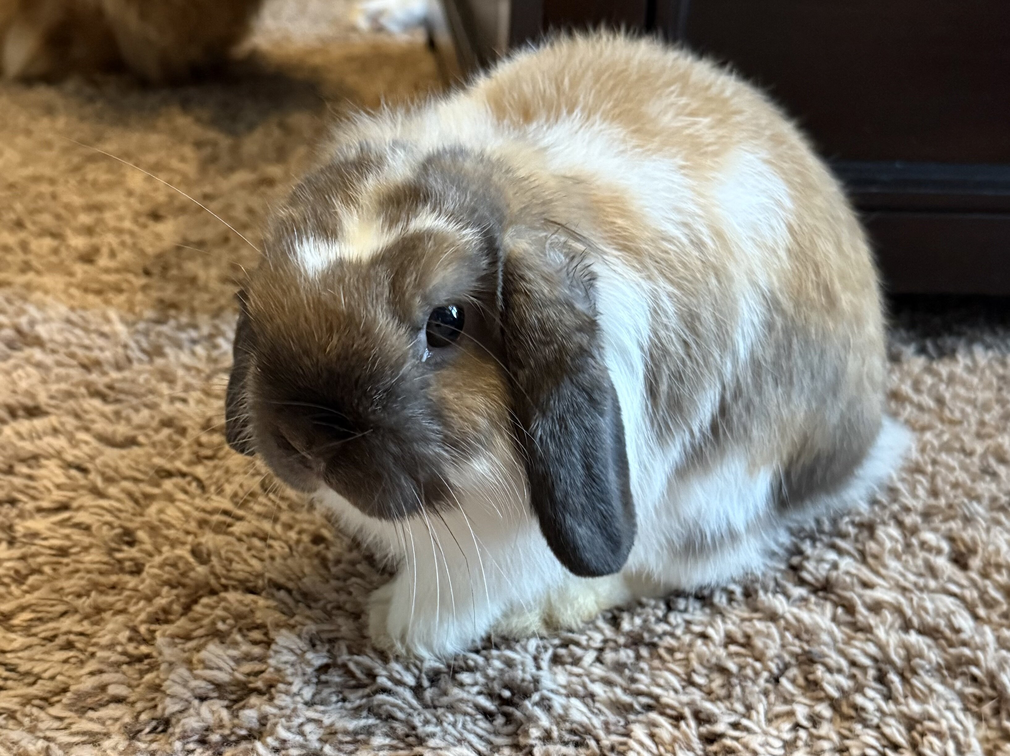 Holland Lops image 3