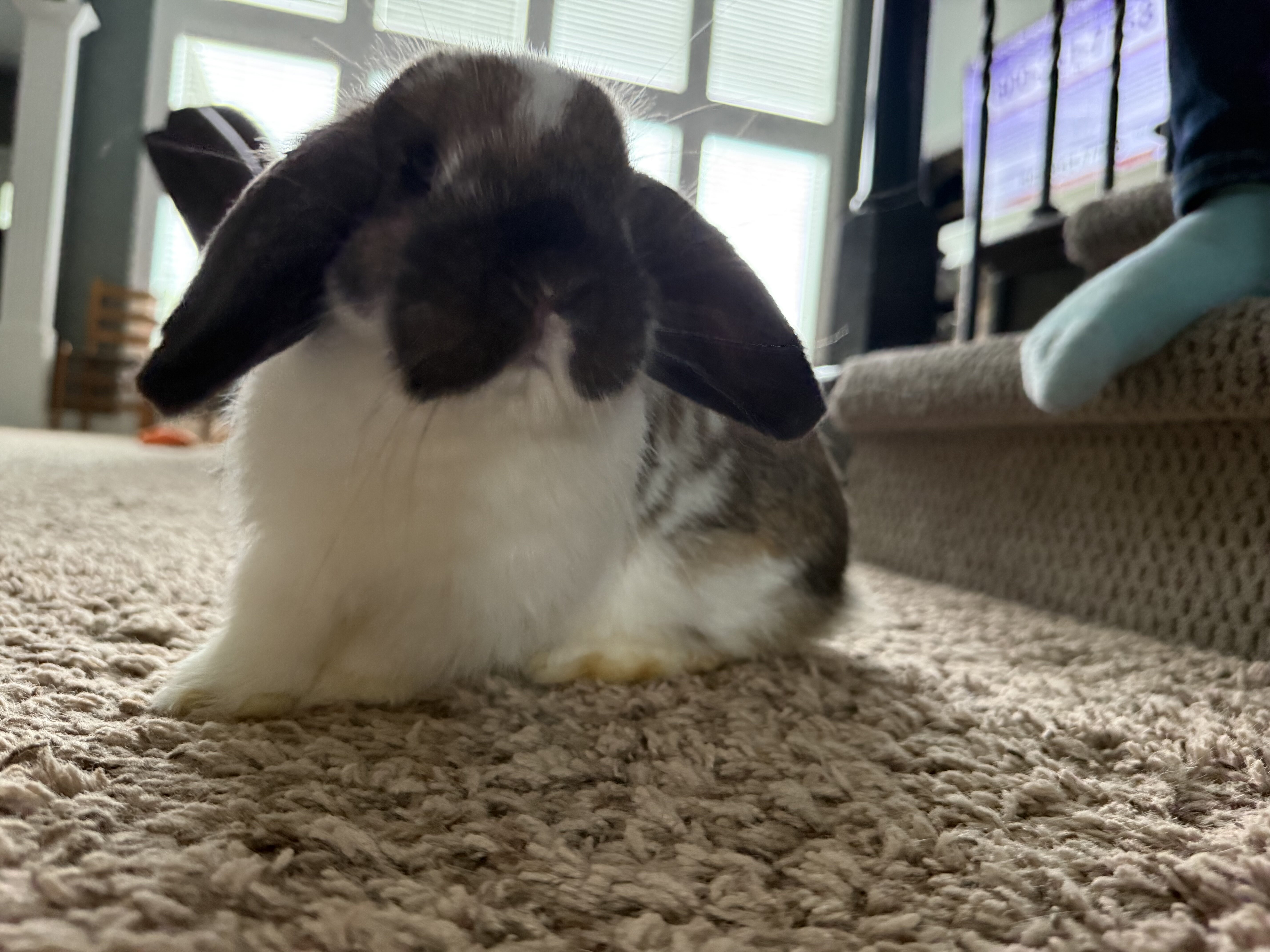 Holland Lops image 2
