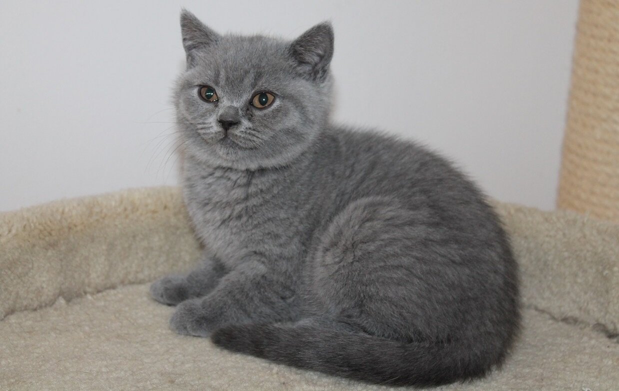 Kittens image 3