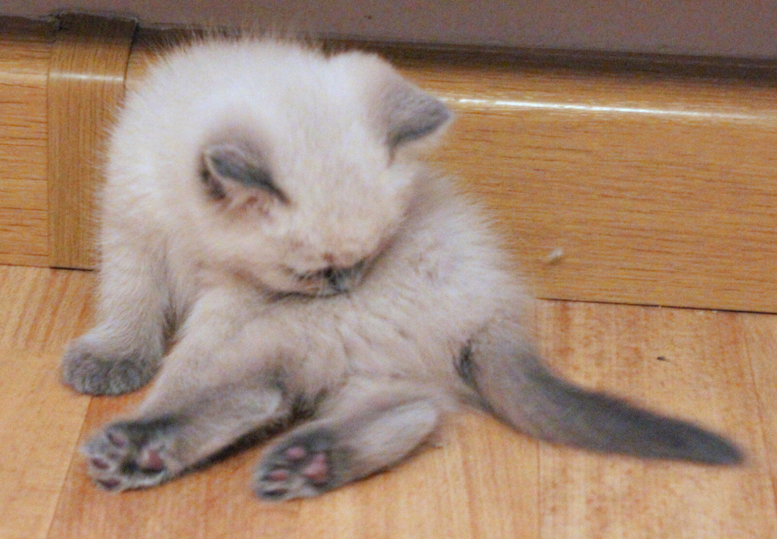 Kittens image 2