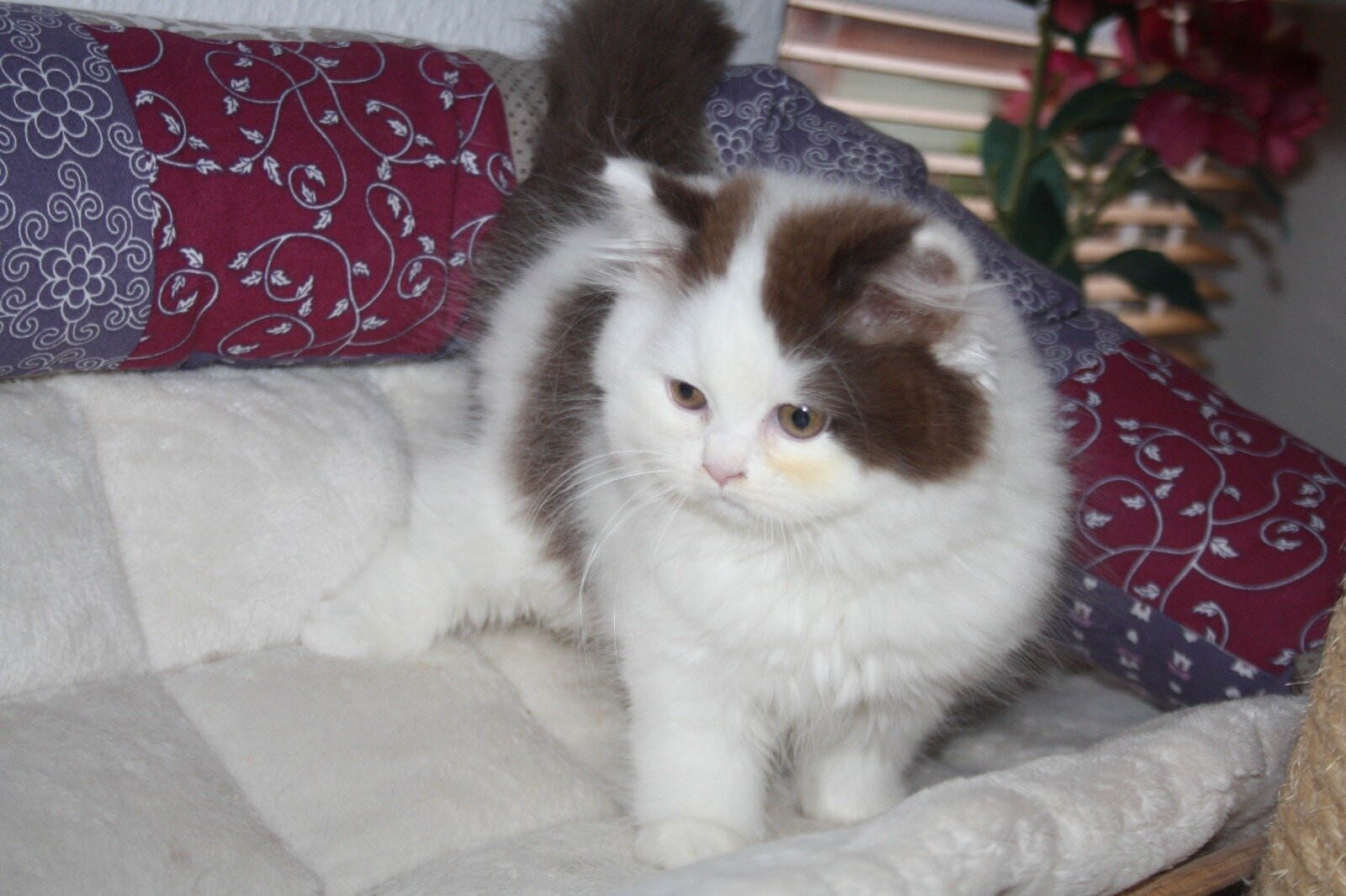 Kittens image 1