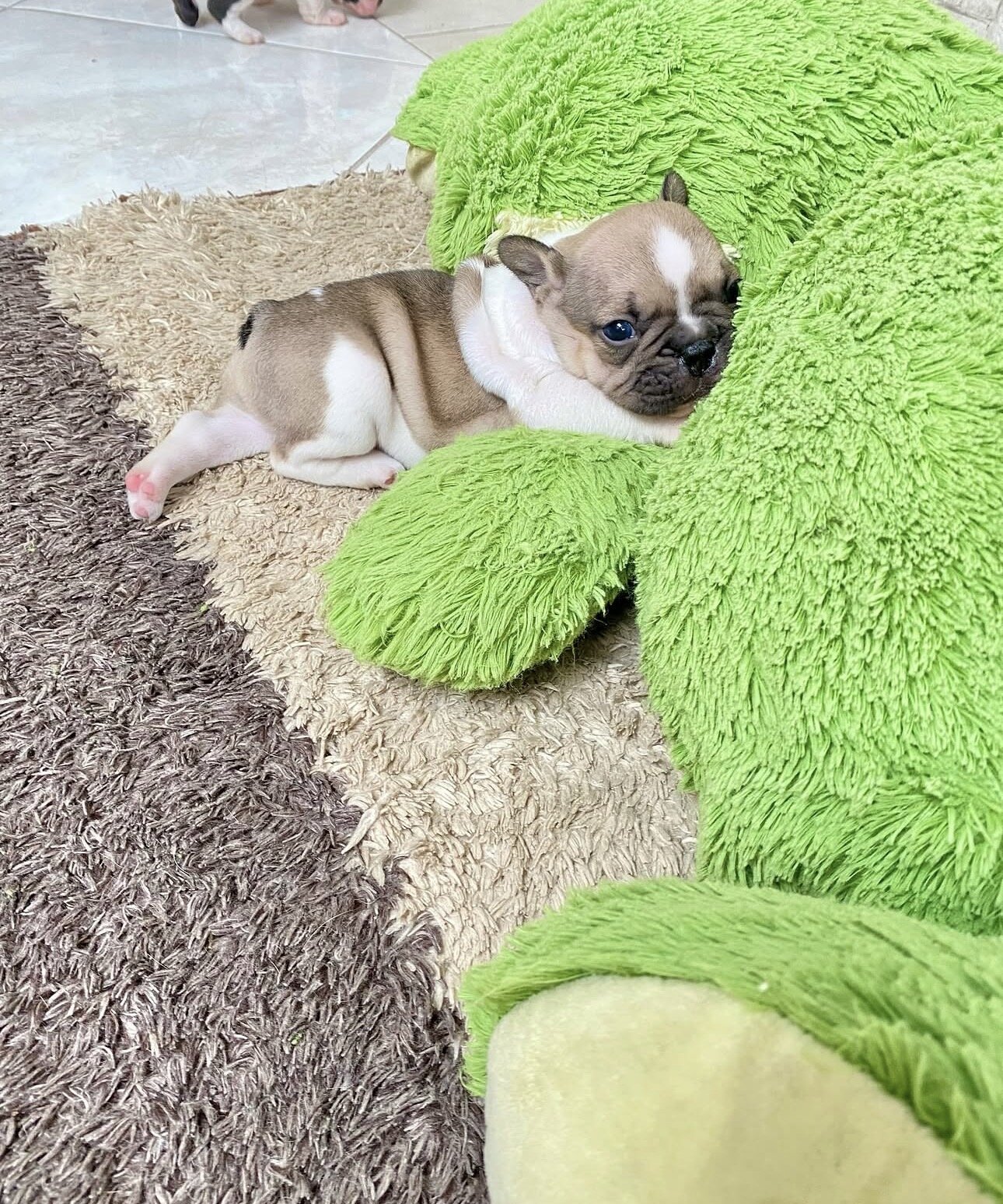 Frenchie bulldog image 8