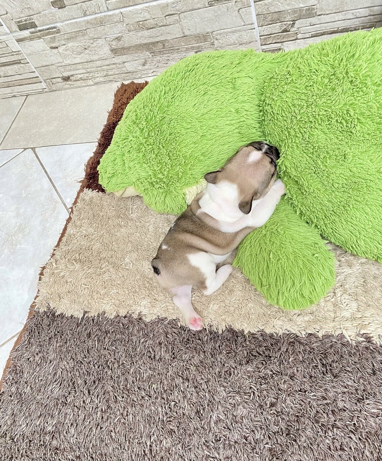 Frenchie bulldog image 7