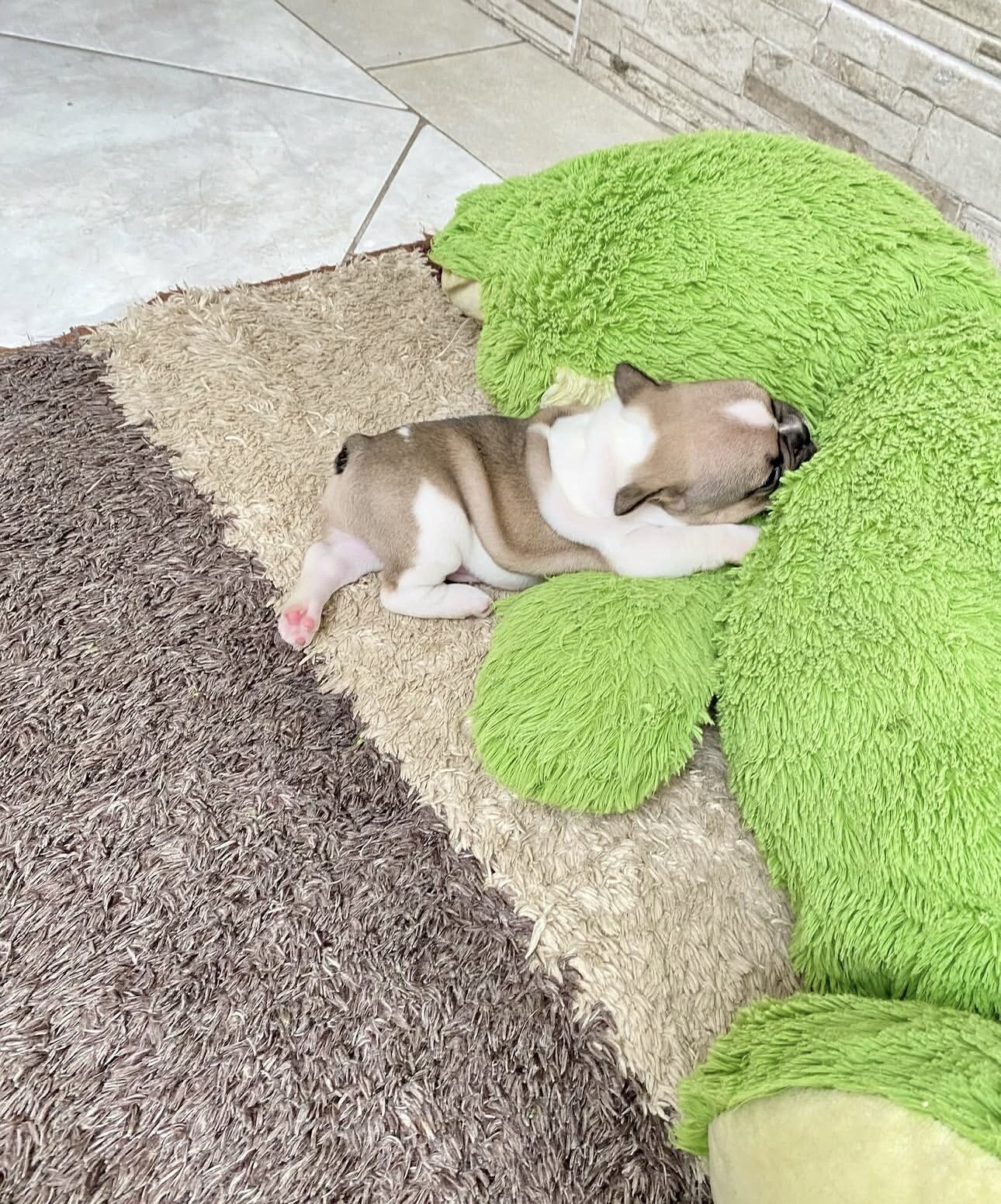 Frenchie bulldog image 6