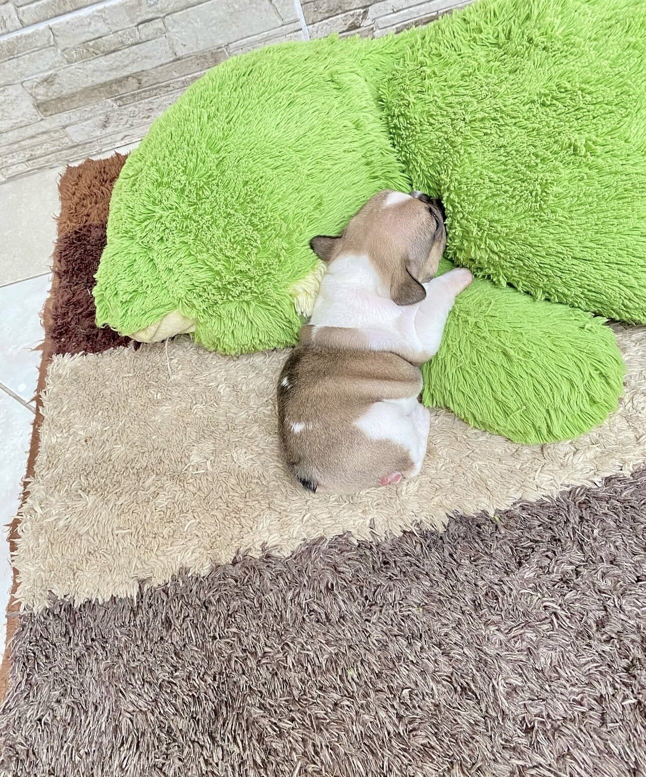 Frenchie bulldog image 5