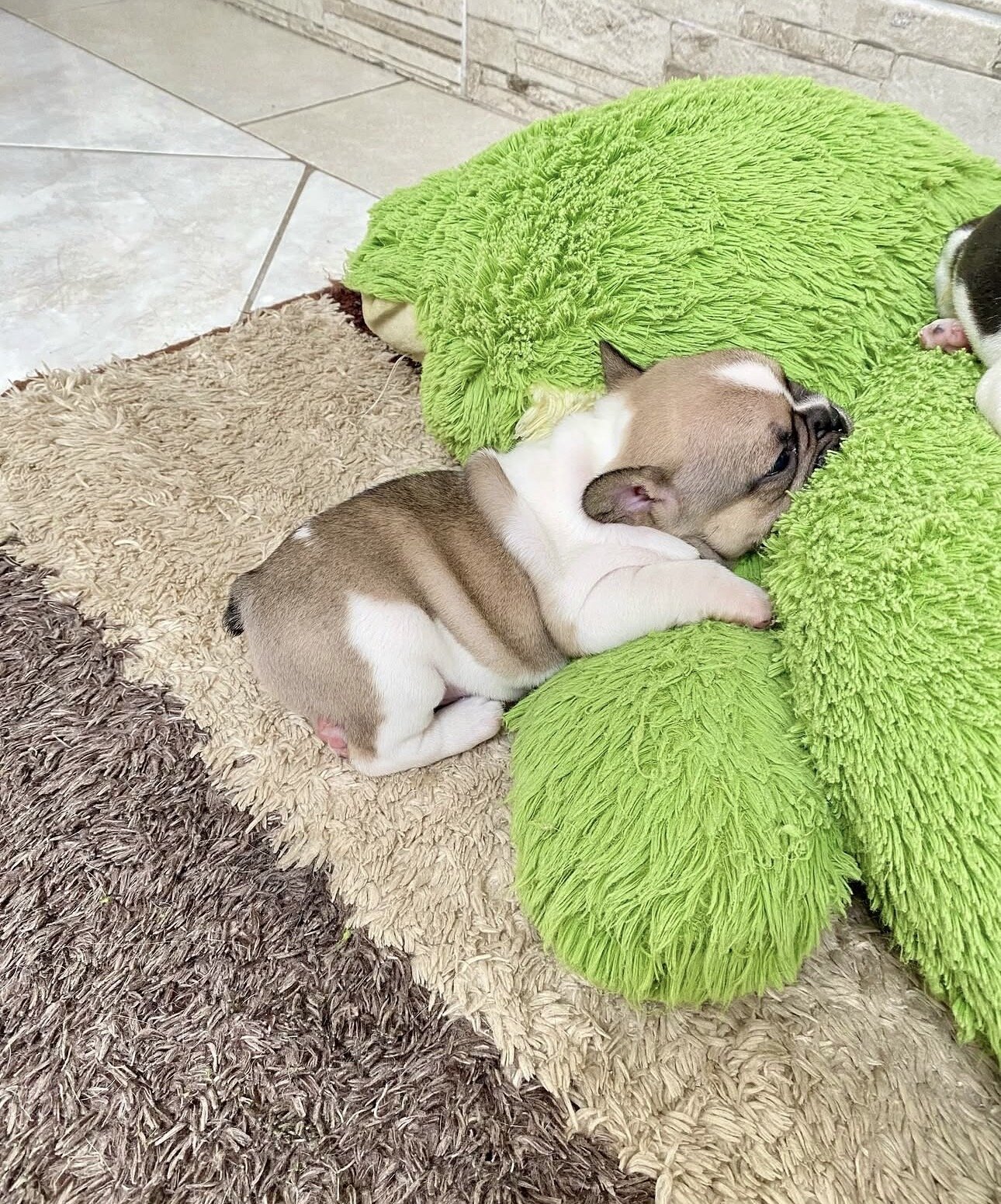 Frenchie bulldog image 4