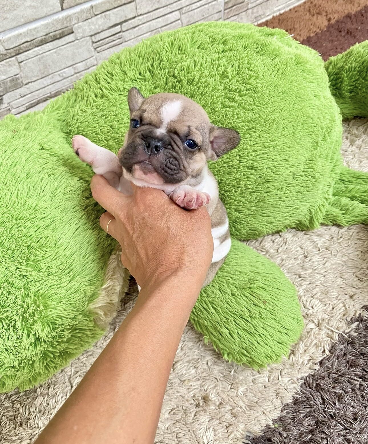 Frenchie bulldog image 3