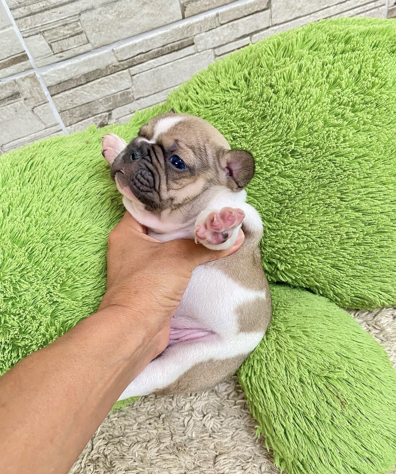 Frenchie bulldog image 2