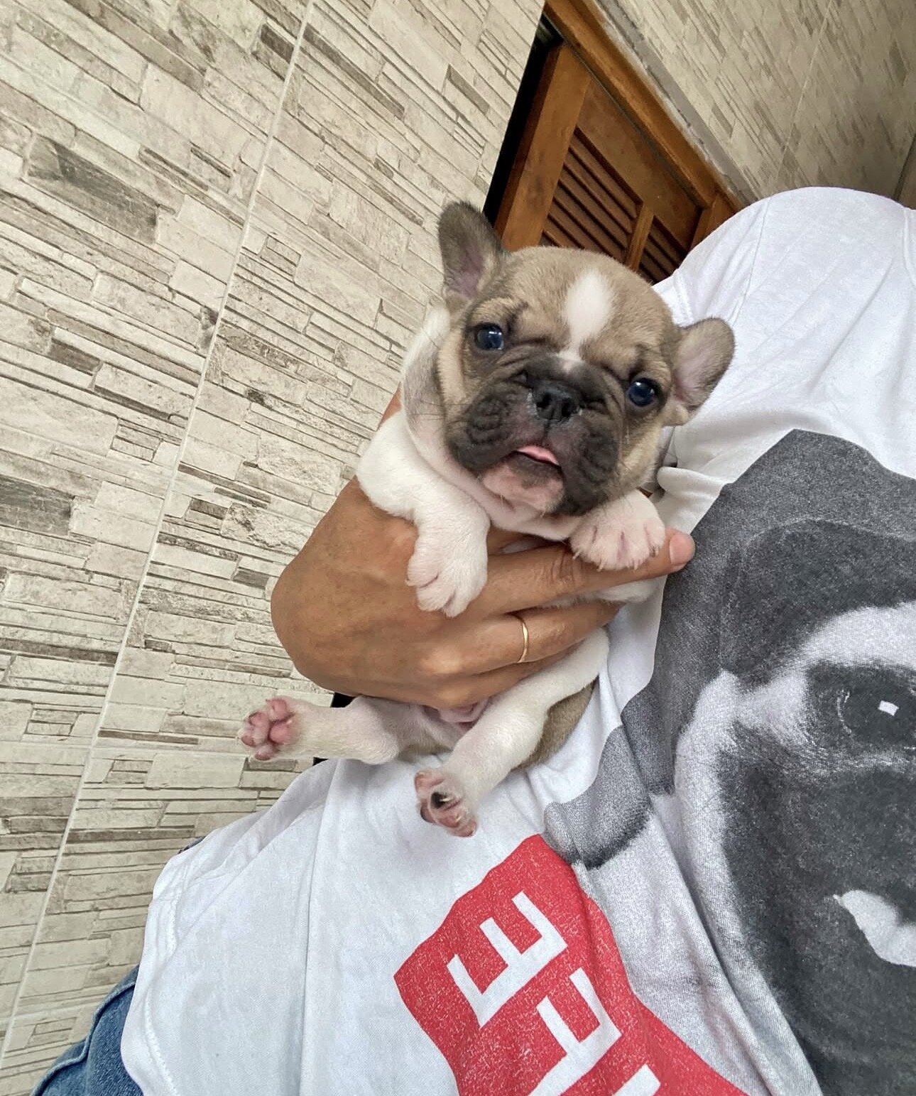 Frenchie bulldog image 1