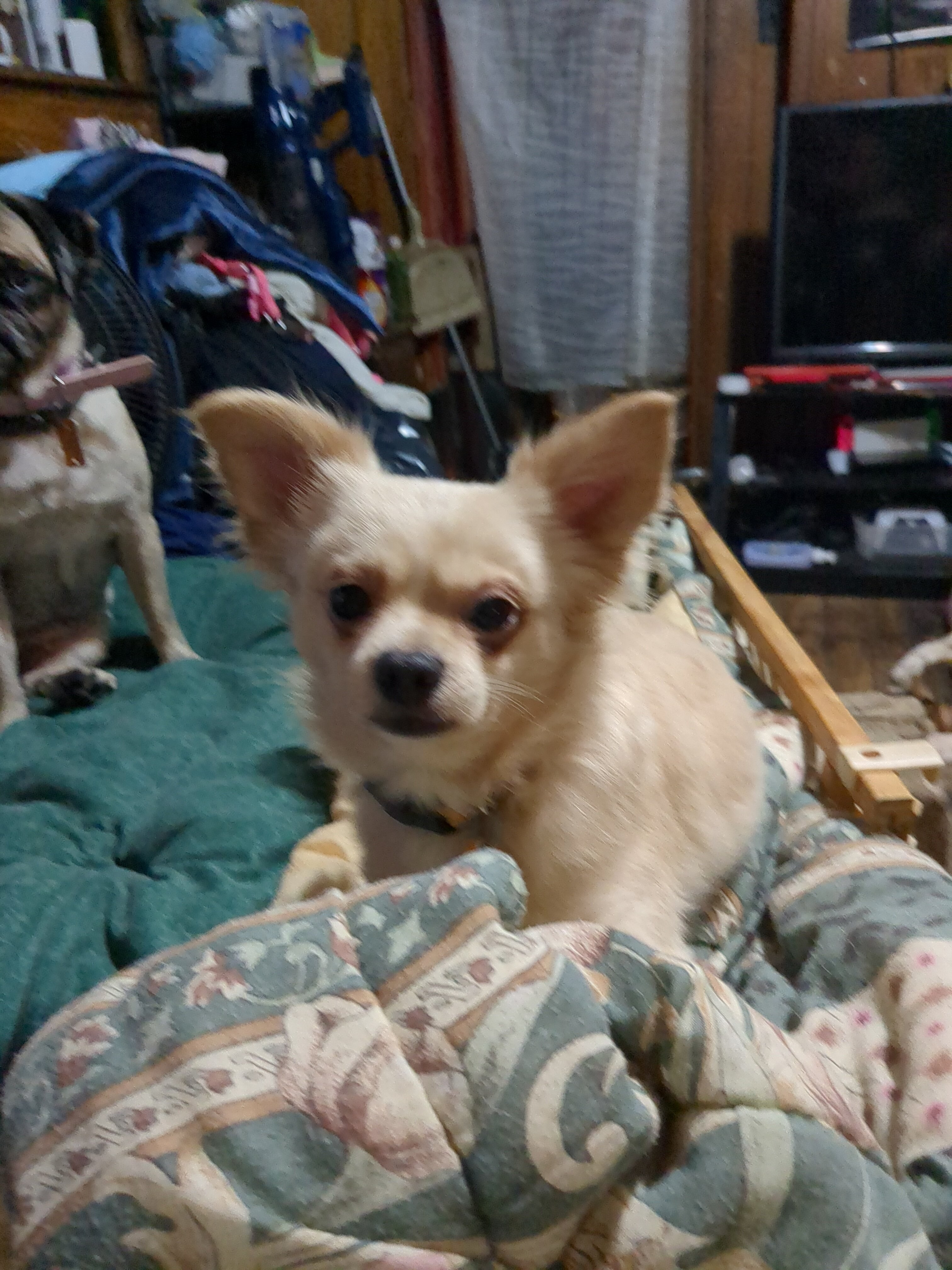 Chihuahua male image 1