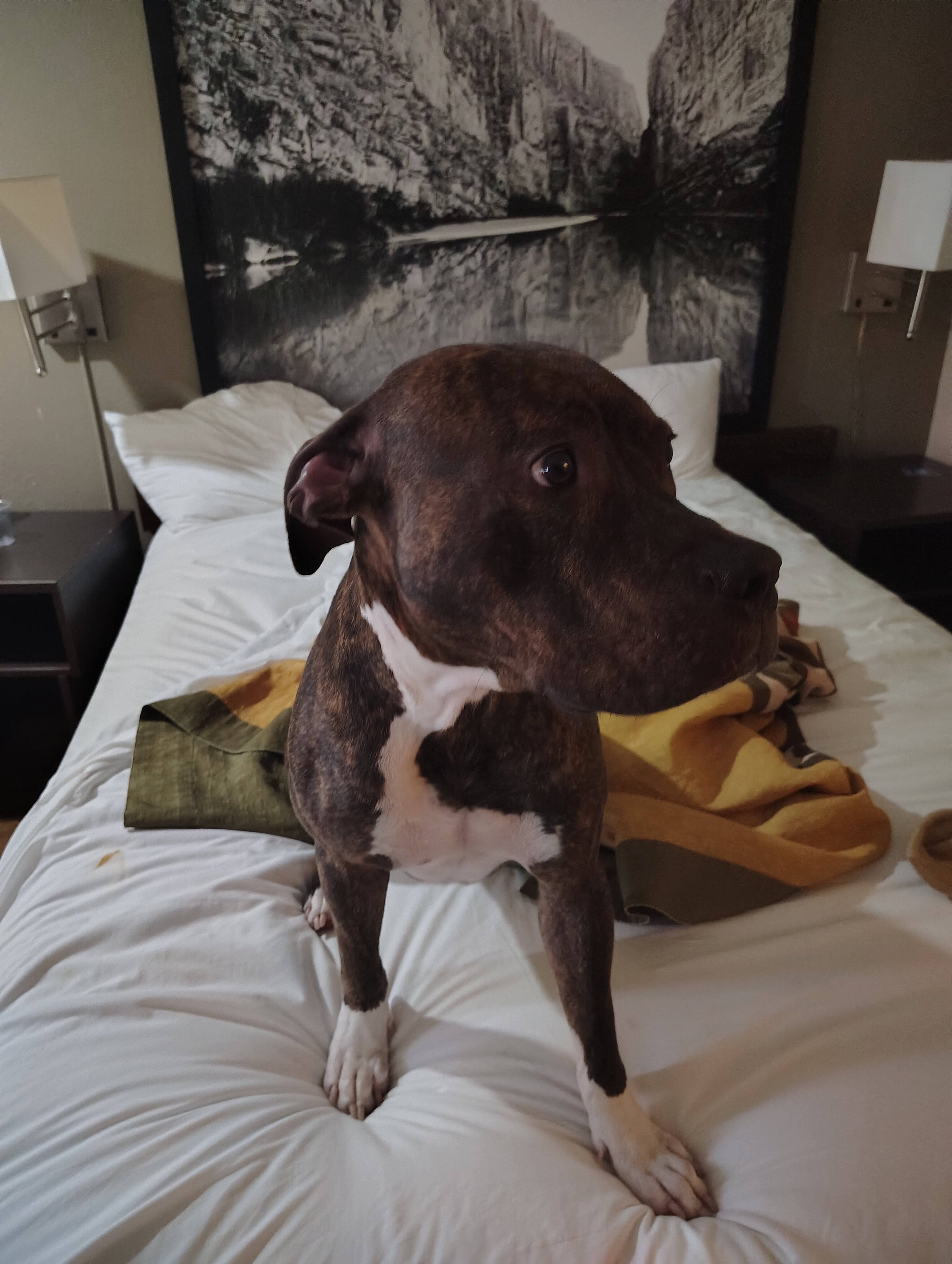 Dog image 2