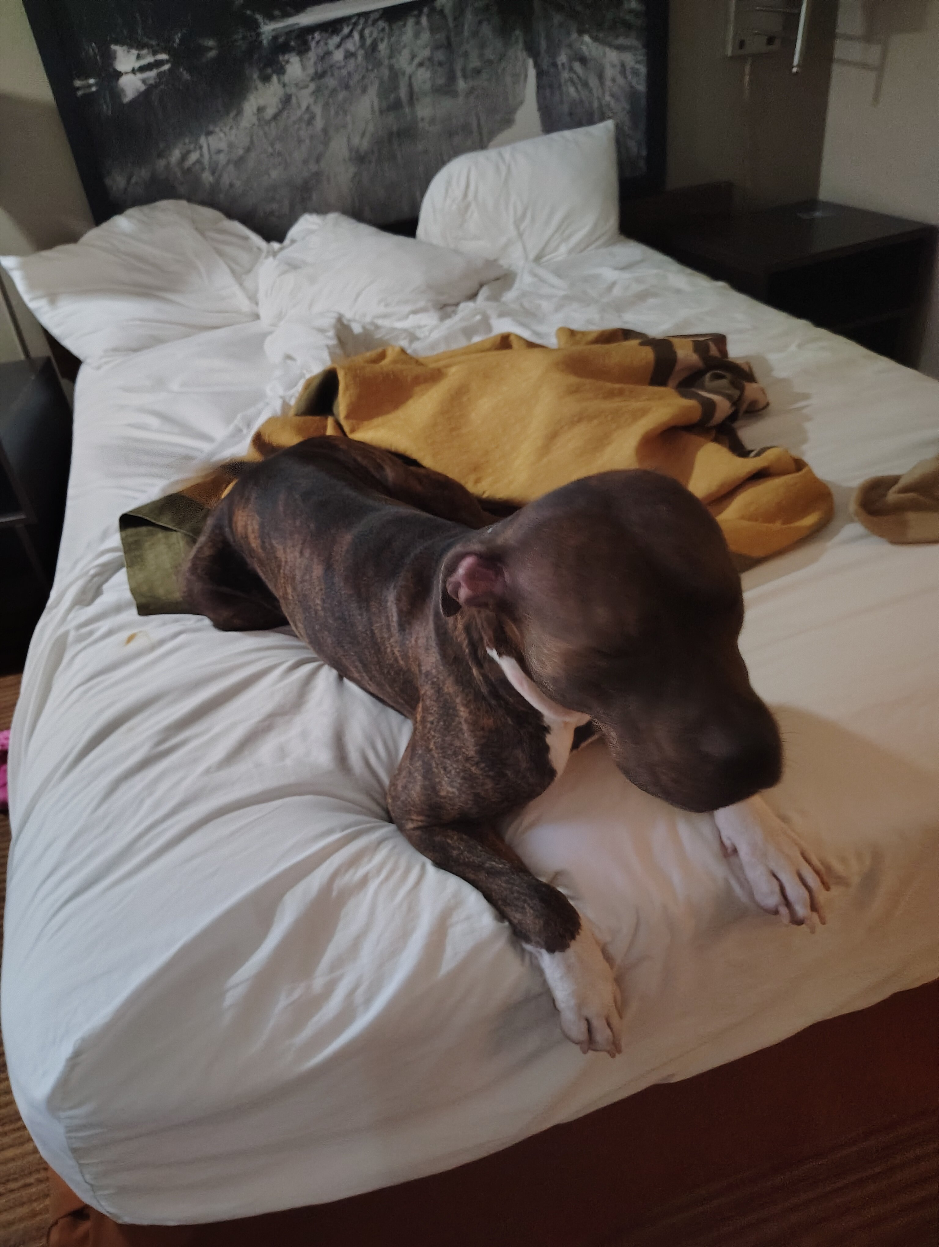 Dog image 1