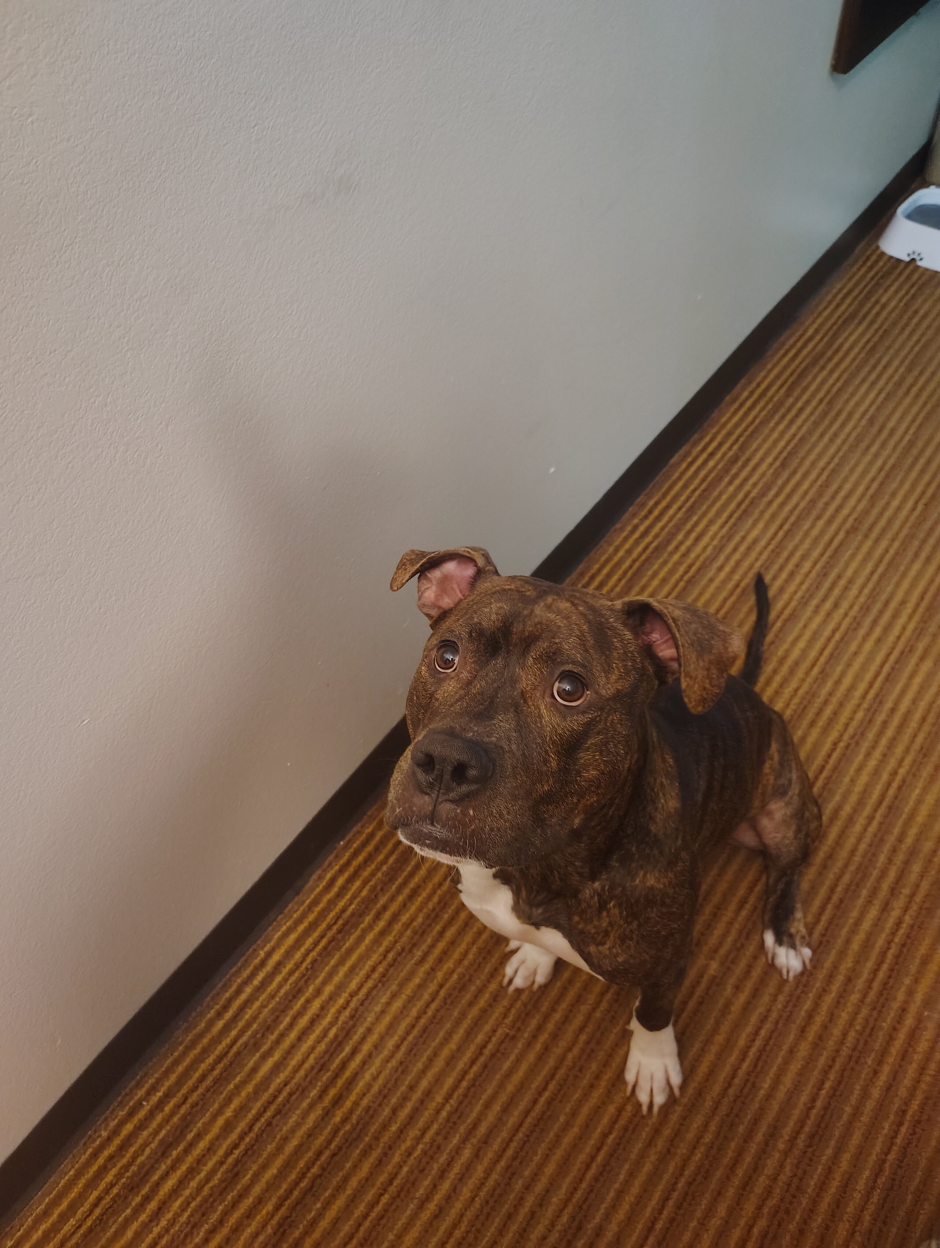 Dog image 3