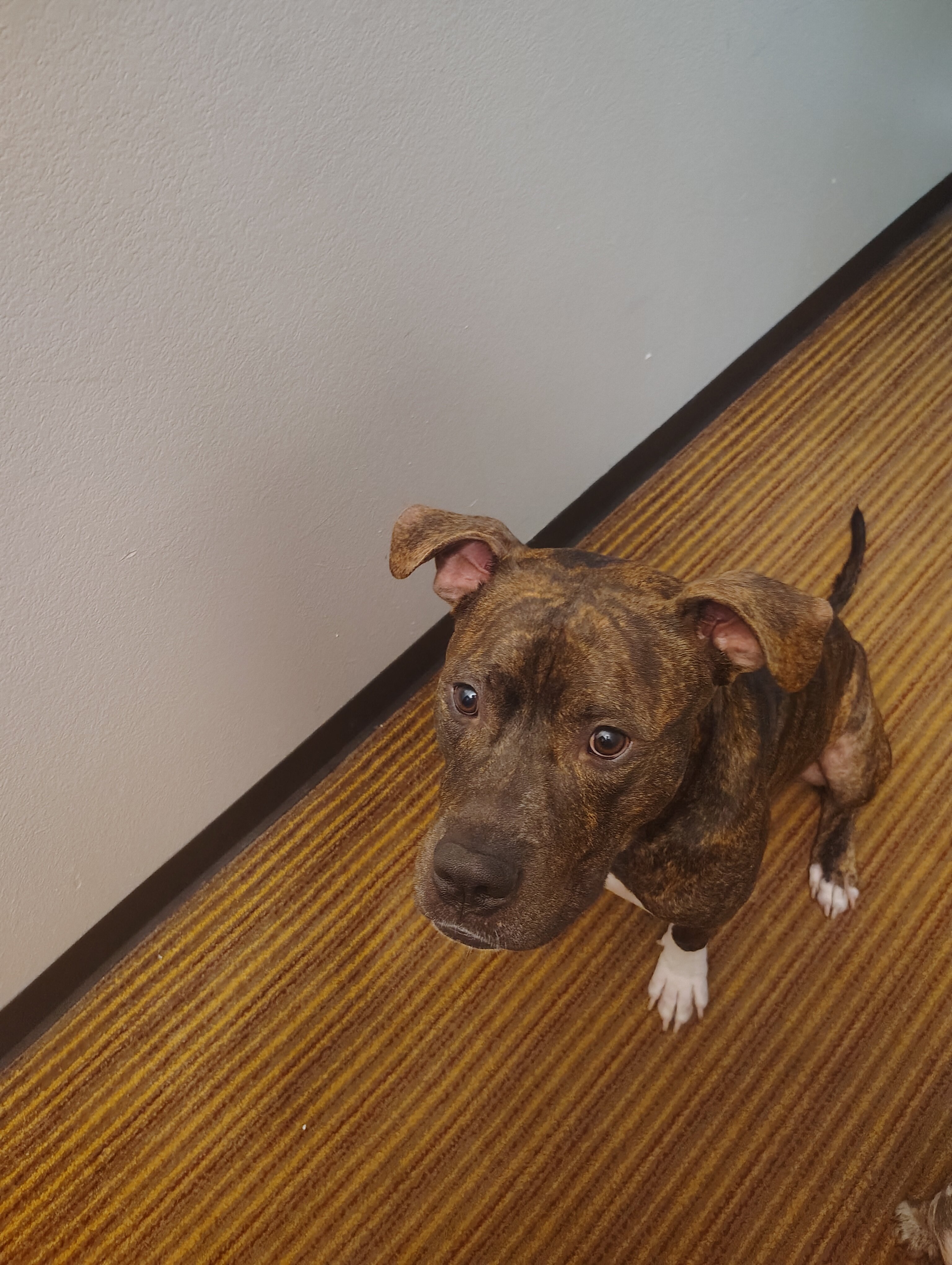 Dog image 4
