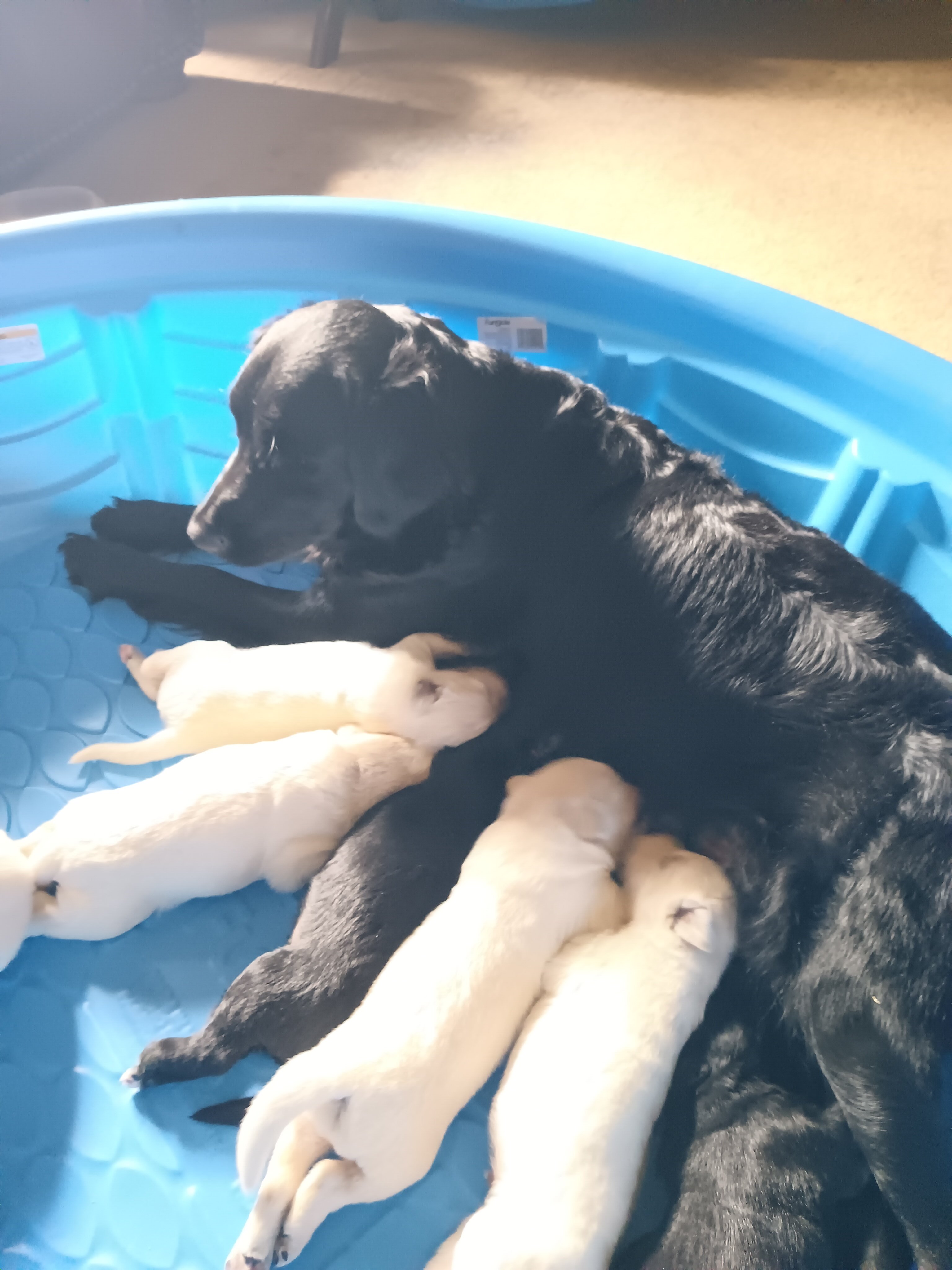 Golden shepherd pups image 2
