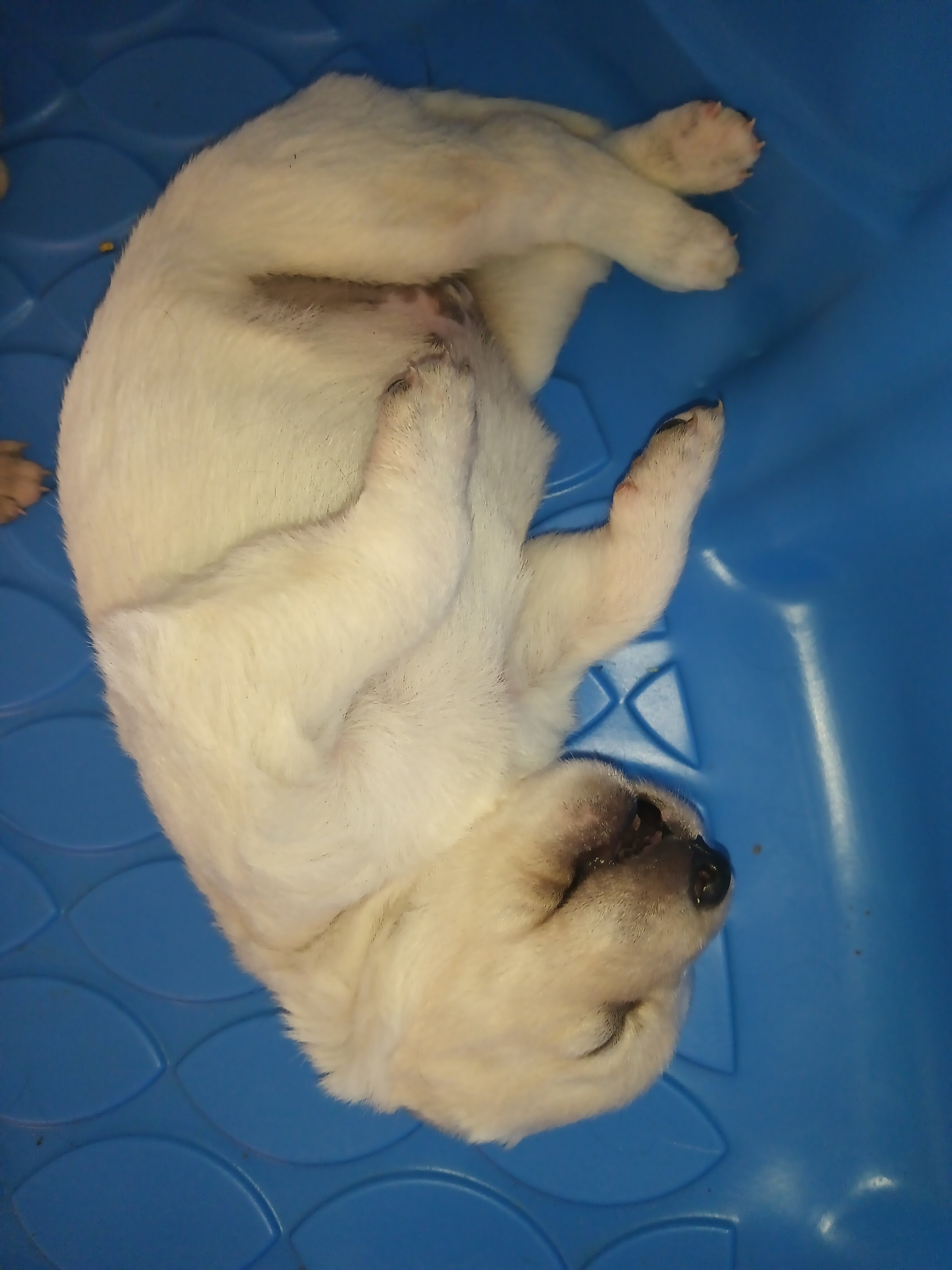 Golden shepherd pups image 1