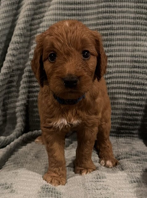 Goldendoodle Puppy image 2