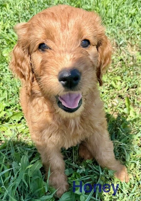 Goldendoodle Puppy image 5