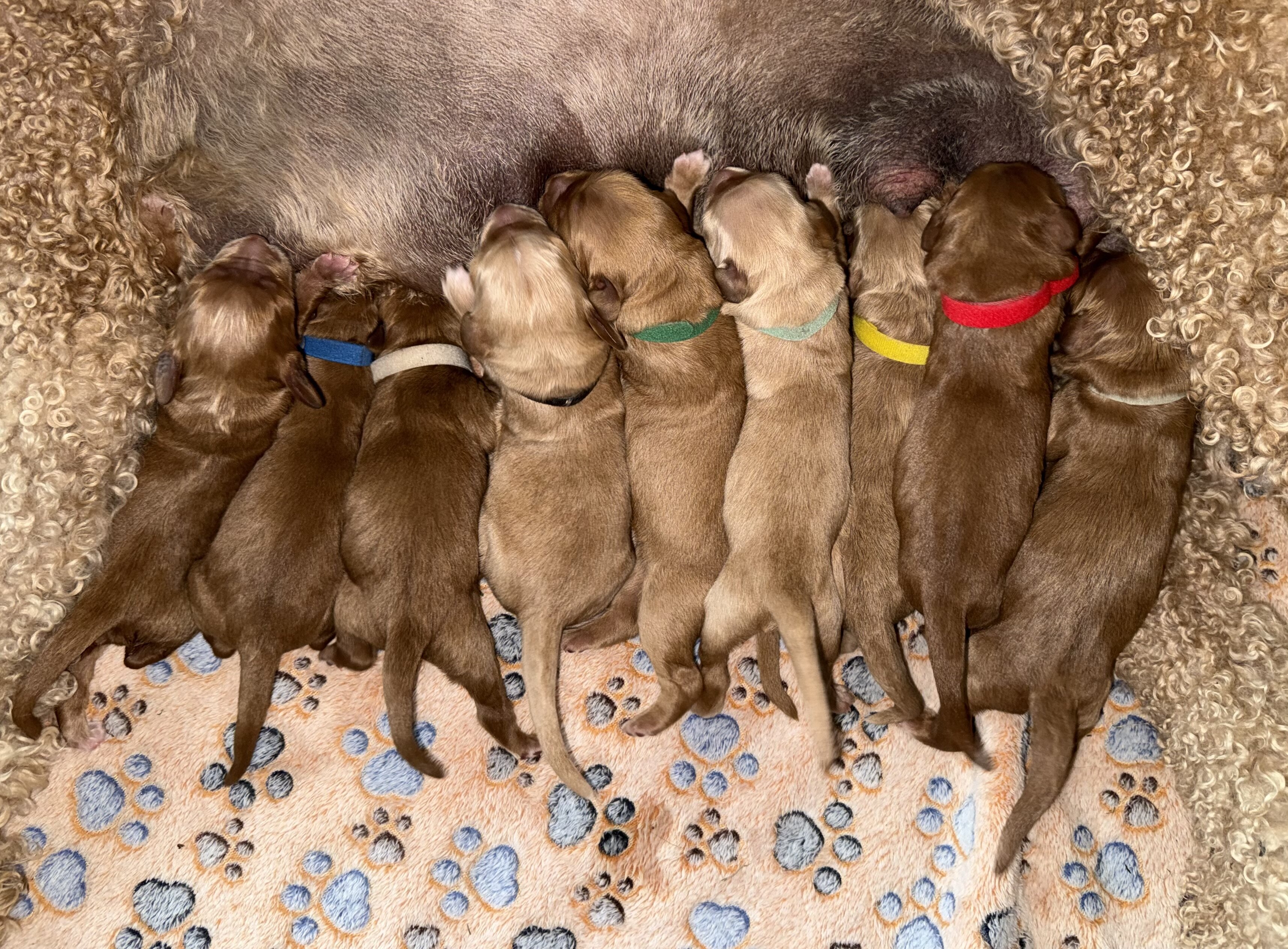 Goldendoodle Puppy image 8
