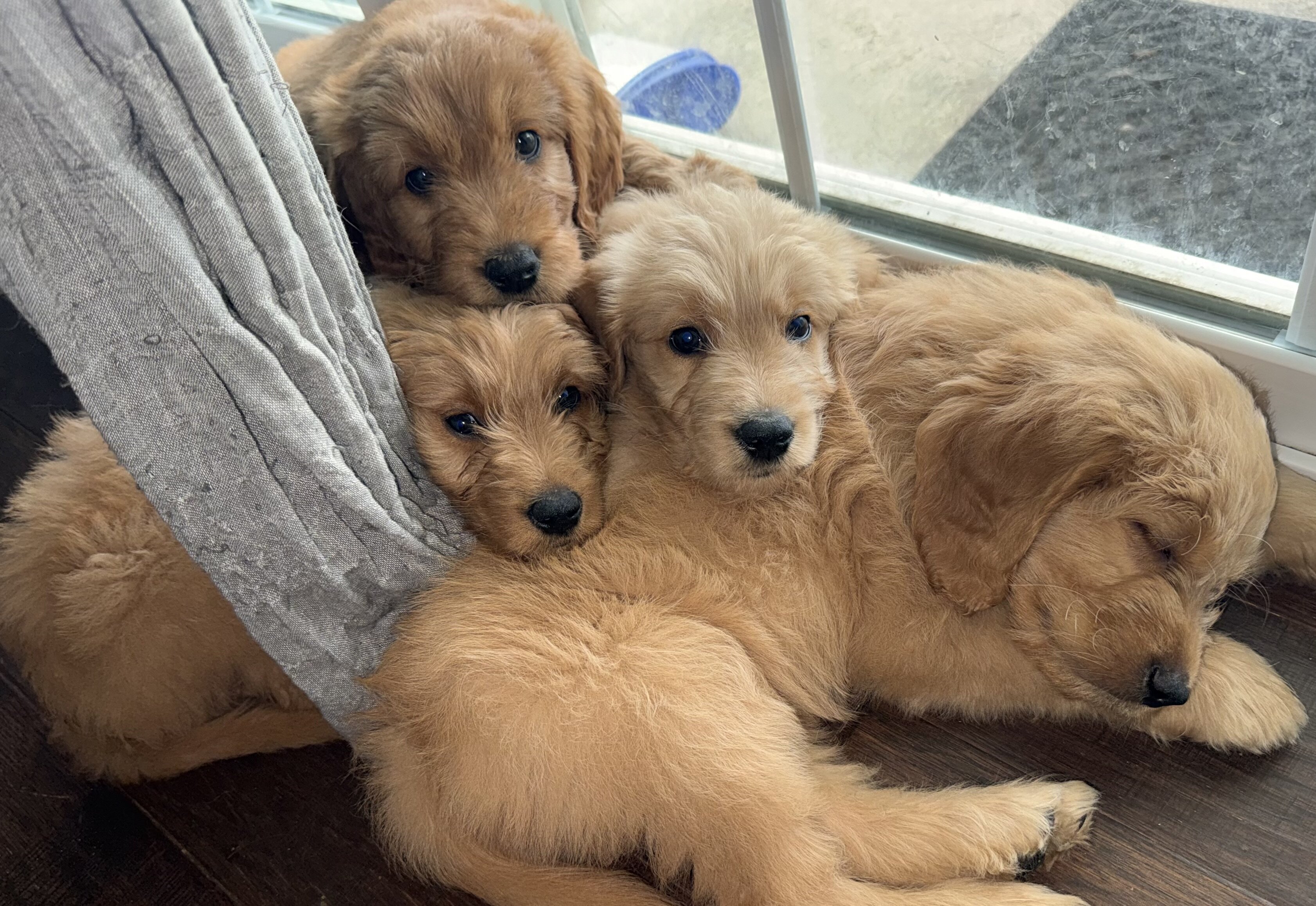 Goldendoodle Puppy image 1