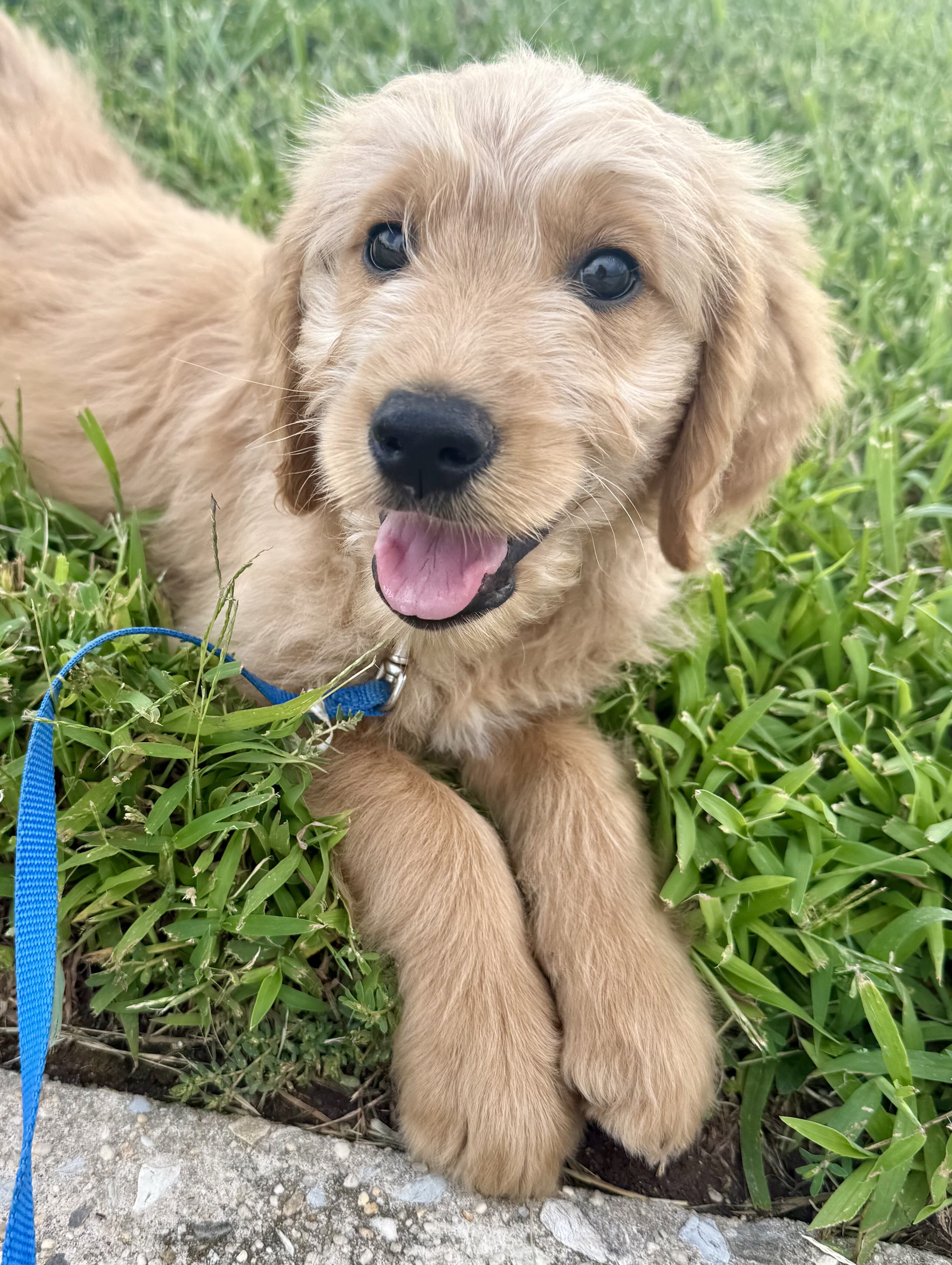 Goldendoodle Puppy image 9