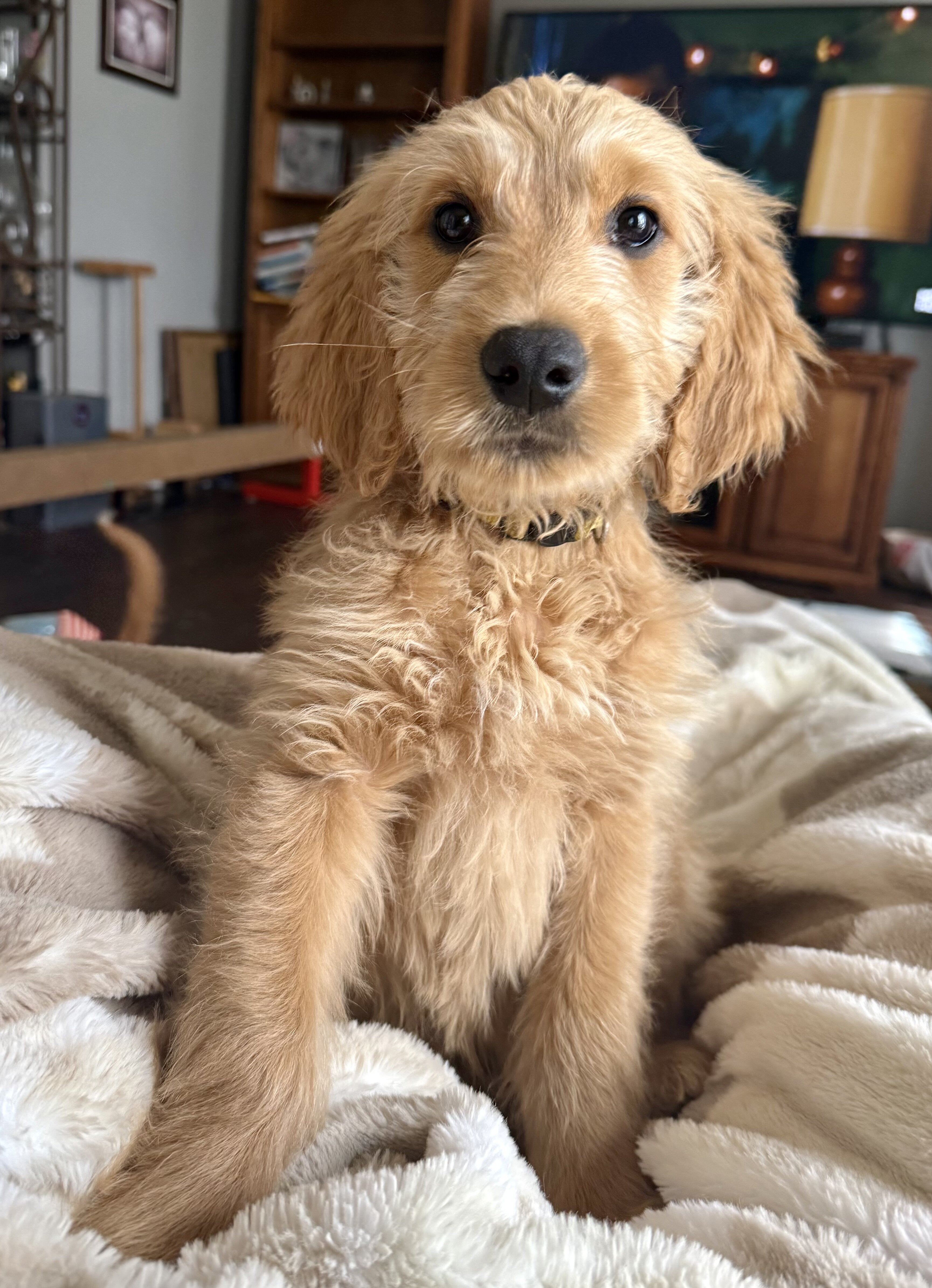 Goldendoodle Puppy image 10