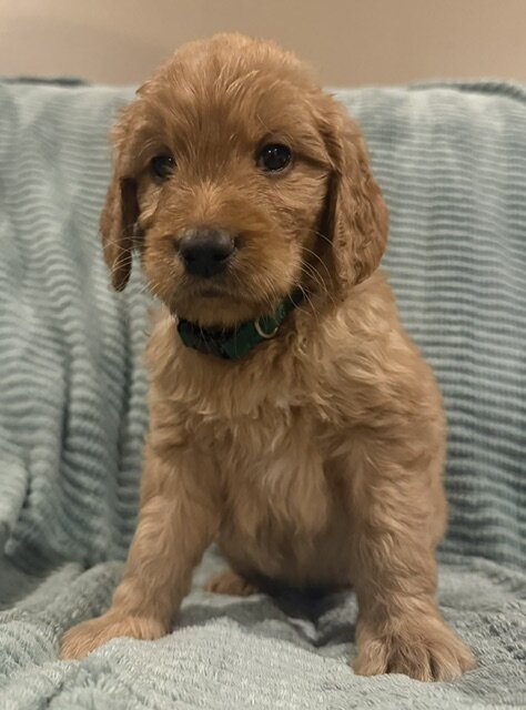 Goldendoodle Puppy image 6
