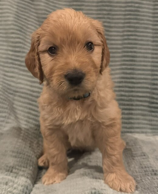 Goldendoodle Puppy image 3